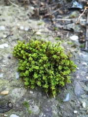 Syntrichia montana