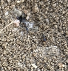 Dorymyrmex