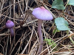 Inocybe lilacina