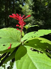 Odontonema cuspidatum