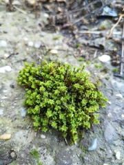 Syntrichia montana