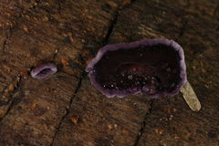 Phlebiopsis crassa