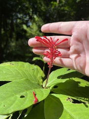 Odontonema cuspidatum