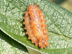 Zygaenoidea