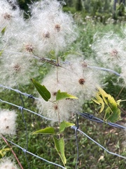 Clematis ligusticifolia