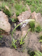 Merwilla plumbea