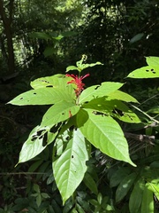 Odontonema cuspidatum