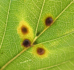 Hartigiola annulipes