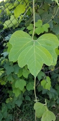 Pueraria montana