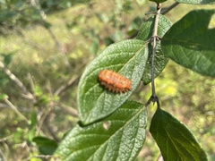 Zygaenoidea