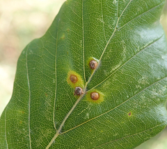 Hartigiola annulipes