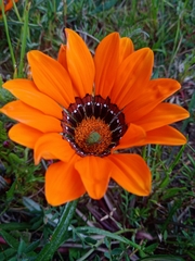 Gazania pectinata