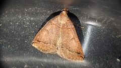 Zanclognatha laevigata