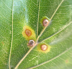 Hartigiola annulipes