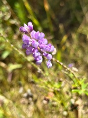 Lupinus