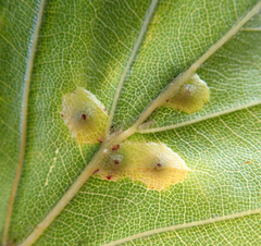 Hartigiola annulipes