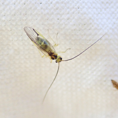 Stenopsocus