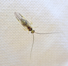 Stenopsocus