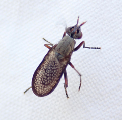 Coremacera marginata