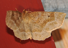 Metarranthis indeclinata