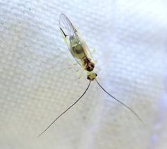 Stenopsocus