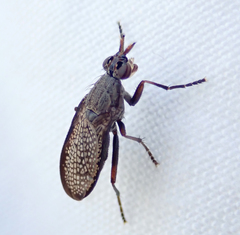 Coremacera marginata