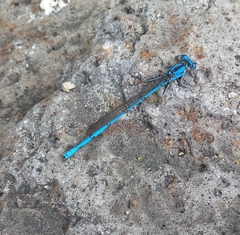 Argia anceps