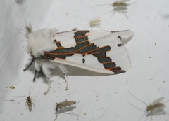 Euerythra phasma
