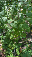 Ribes missouriense