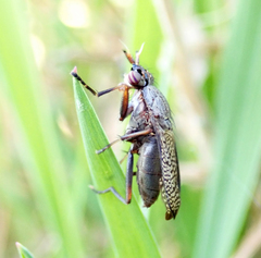 Coremacera marginata