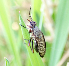 Coremacera marginata
