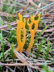 Calocera viscosa