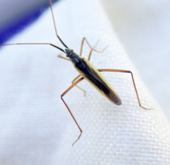 Notostira elongata