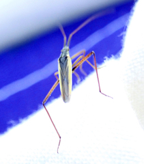 Notostira elongata