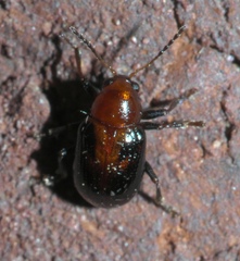Paria