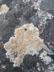 Rhizoplaca chrysoleuca