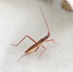 Notostira elongata