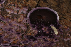 Phlebiopsis crassa