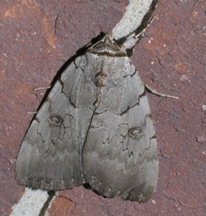 Catocala illecta