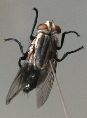 Diptera