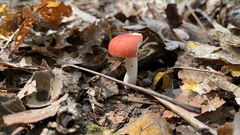 Russula cremoricolor