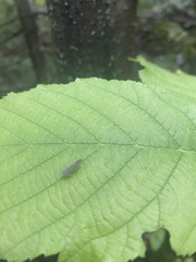 Graphocephala fennahi