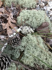 Cladonia subtenuis