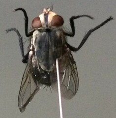 Diptera