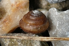Trochulus hispidus
