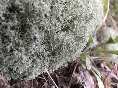 Cladonia subtenuis