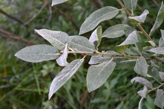 Salix eastwoodiae