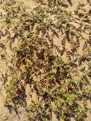 Kallstroemia californica