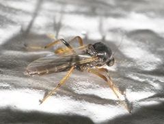 Palpomyia
