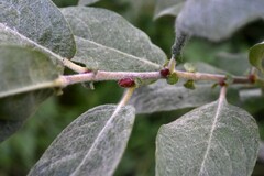 Salix eastwoodiae